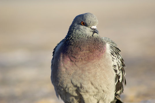 Beautiful urban pigeon outdoors. Closeup of dove.
