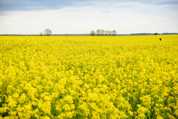 Field of rapeseed in Belarus