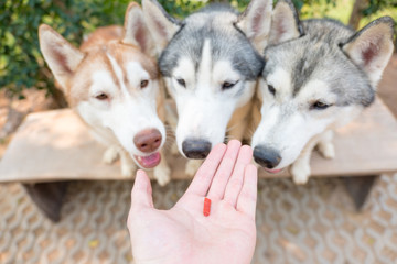 Dog motivational training. Trainer gives the husky dog a reward