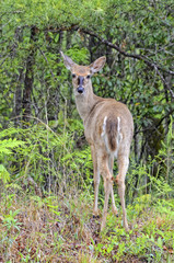 Young Deer in the Woods