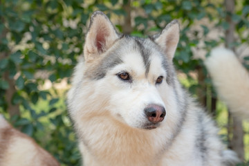 White And Gray Adult Siberian Husky Dog Or Sibirsky Husky
