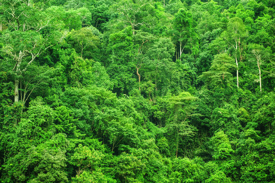 Fototapeta Tropical rainforest landscape view