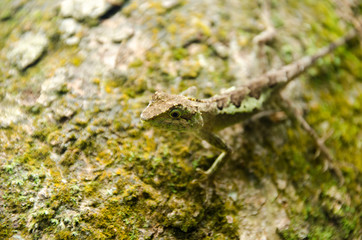 Lacertilia in the nature