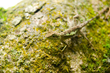 Lacertilia in the nature