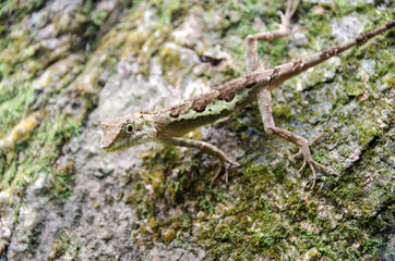 Lacertilia in the nature
