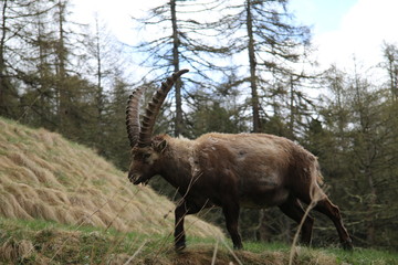 Steinbock