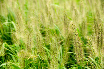 Fototapeta na wymiar Green meadow