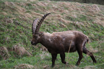 Steinbock