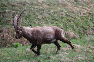 Steinbock