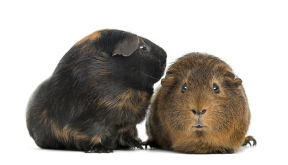 Two guinea pigs, isolated on white