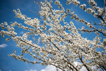 Seasonal spring floral background