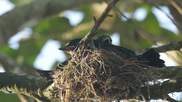 young black drongo birds are resting in the nest