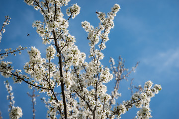 Beautiful photo of blooming trees in spring