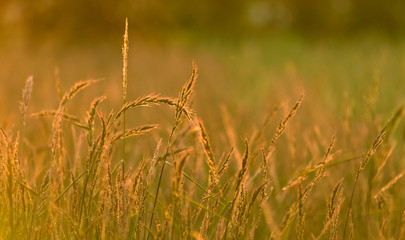 Fototapeta premium Farma pszenicy