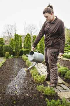 Woman watering a row of newly planted seedlings in the soil in a garden. 