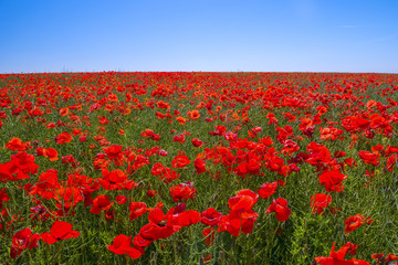 Endless field of flowering flowers of scarlet poppies to the horizon and a blue sky. Sunny bright day.
