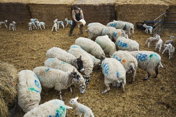 Flock of sheep and newborn lambs with blue numbers painted onto their sides standing in a stable on straw.