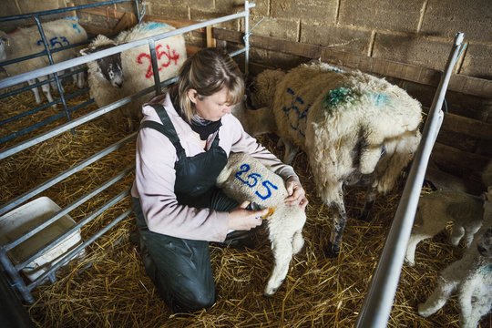 Woman kneeling in a stable, painting a blue number on a new-born lamb.