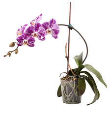 Phalaenopsis orchid bush in a pot on a white background