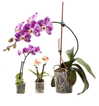 Bush of phalaenopsis orchid and two dwarf orchids on white background