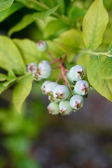 Frische, noch unreife Heidelbeeren