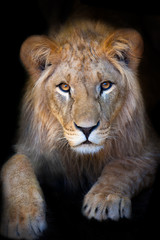 Fototapeta na wymiar Beautiful lion portrait isolated on black background