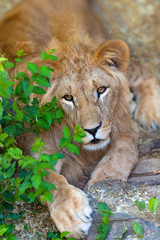 Fototapeta premium Beautiful lion portrait outdoor