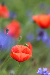 corn roses and cornflowers