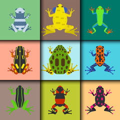 Frog cartoon tropical animal cards cartoon amphibian mascot character wild vector illustration.