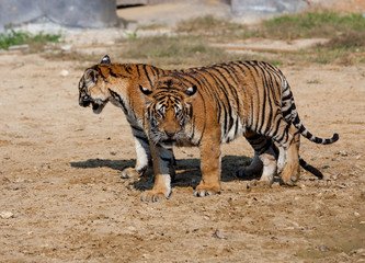 The Miracle of nature - two-headed Indo-Chinese tiger:)))  Tiger Temple, Kanchanaburi, Thailand