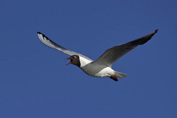 Fototapeta na wymiar Black-headed gull (Chroicocephalus ridibundus)