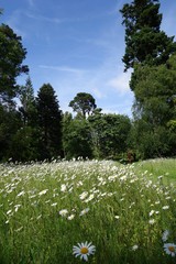 Obraz premium Wild Daisies