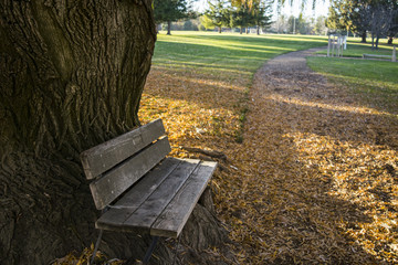 Nature Trail Park Bench 