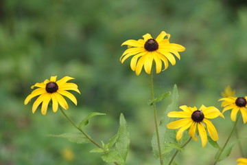 Wild Black-eyed susan