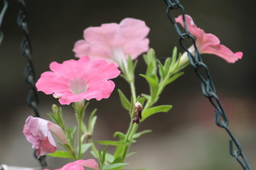 Pink Petunia