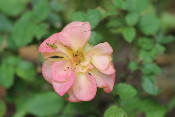 Wild Cherokee Rose & Insect