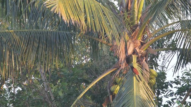 a Crow pheasant is resting on the coconut tree and flying away