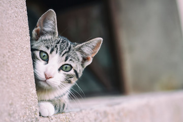 Cachorro de gato atigrado callejero 