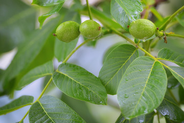 Unripe walnut and walnut tree (Juglans regia)