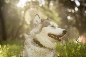 alaska malamute in the countryside
