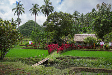 Rural scene at Philippines rice fields,Luzon island,Mayon volcano area