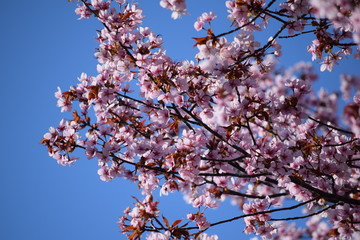 Cherry blossoms