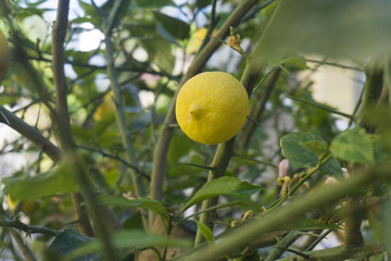 Ripe Lemon on a tree ready to be picked