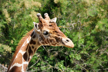 giraffe