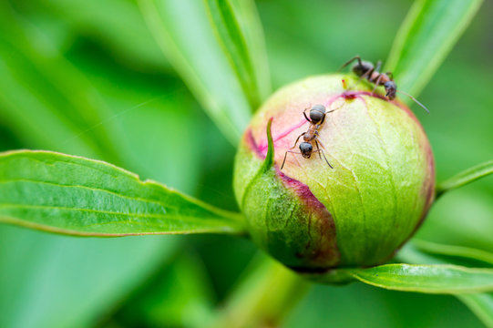 An ant on a flower