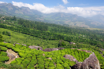 Fototapeta premium Beautifully green tea plantations in India in the Kerala state.