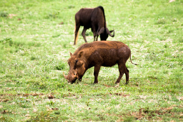 Fototapeta premium Warzenschwein mit Antilope im Nationalpark Südafrikas