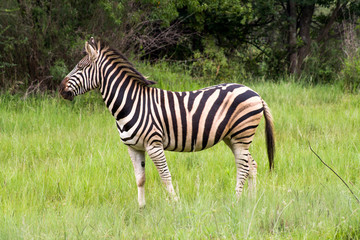 Zebra - Nationalpark Südafrika