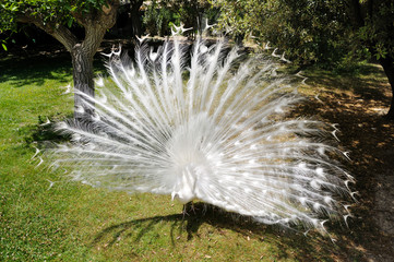 white peacock