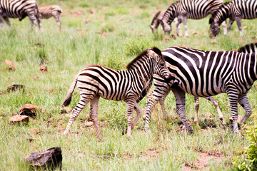 Fototapeta na wymiar Zebrafamilie in Südafrika